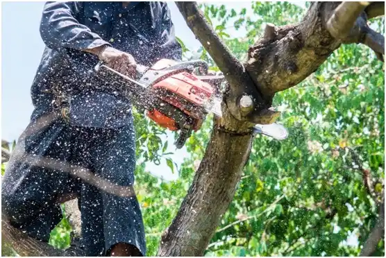 tree services Edinboro